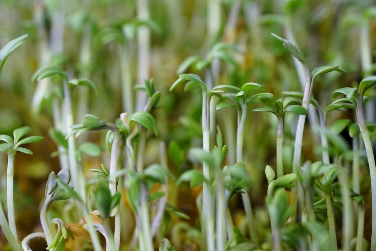 Coriandolo: la pianta aromatica che profuma cucina e balconi Coriandolo: la pianta aromatica che profuma cucina e balconi