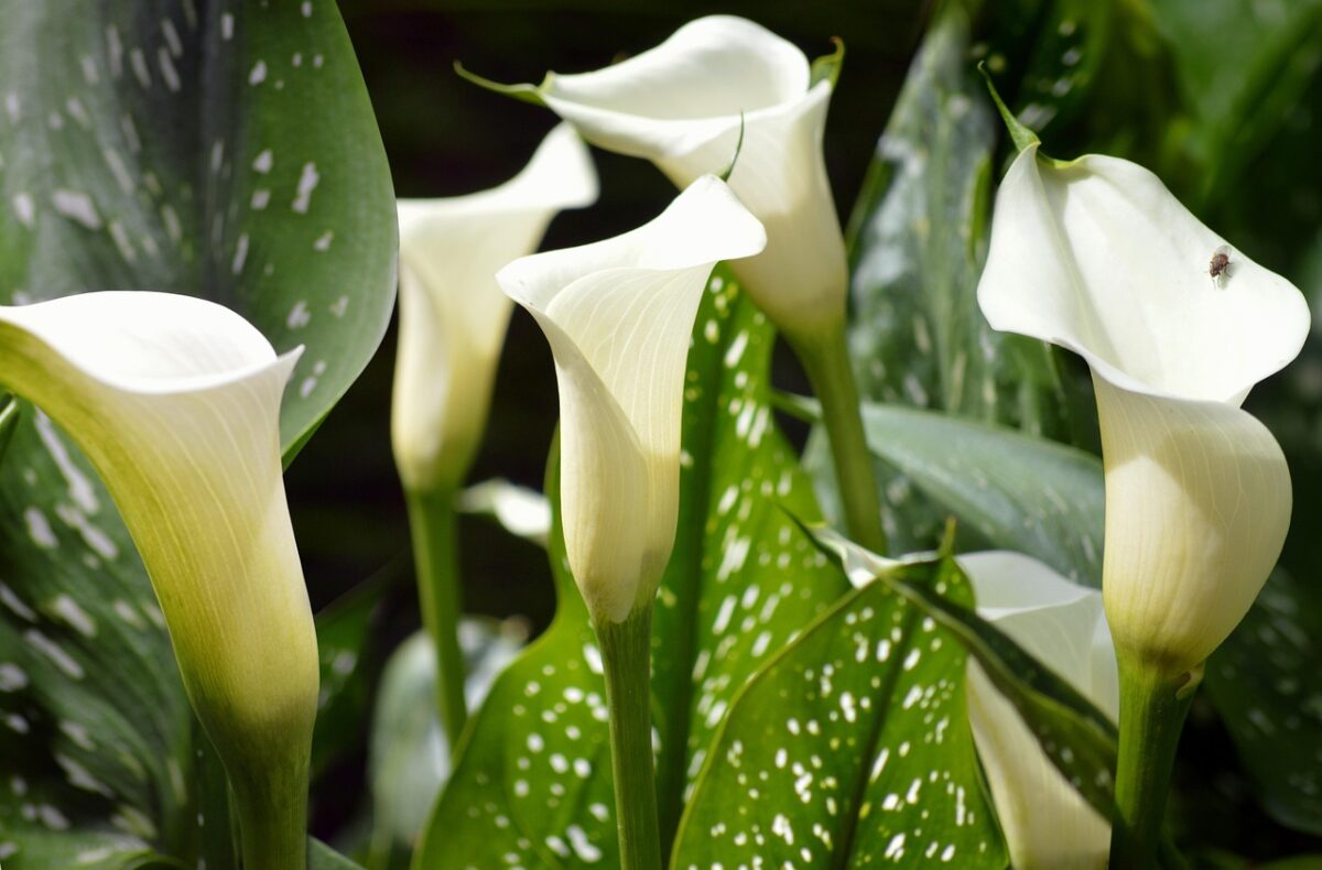 Calla: eleganza senza tempo in giardino e in casa Calla: eleganza senza tempo in giardino e in casa