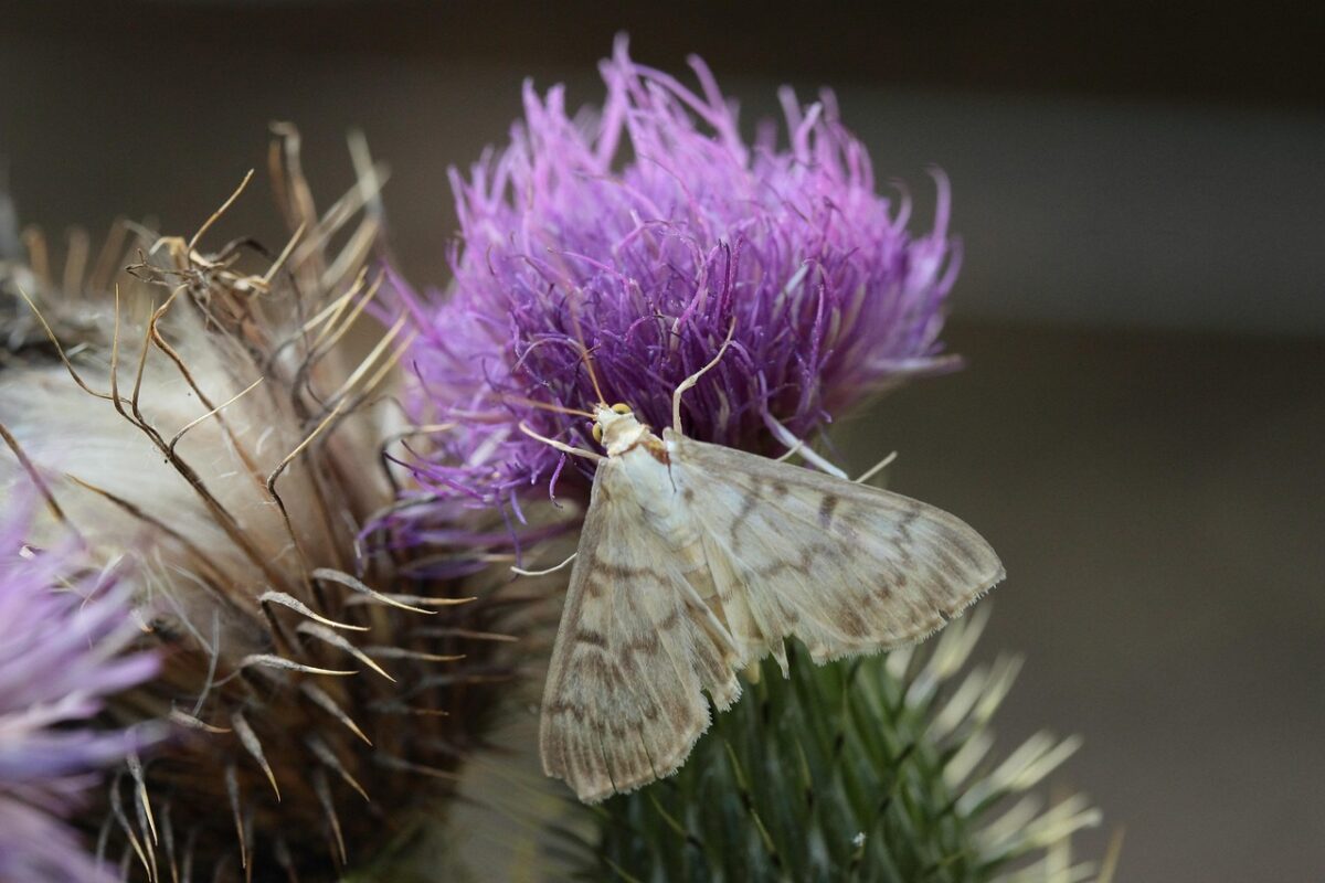 Cardo asinino: il fiore spinoso che arricchisce l’orto naturale Cardo asinino: il fiore spinoso che arricchisce l’orto naturale