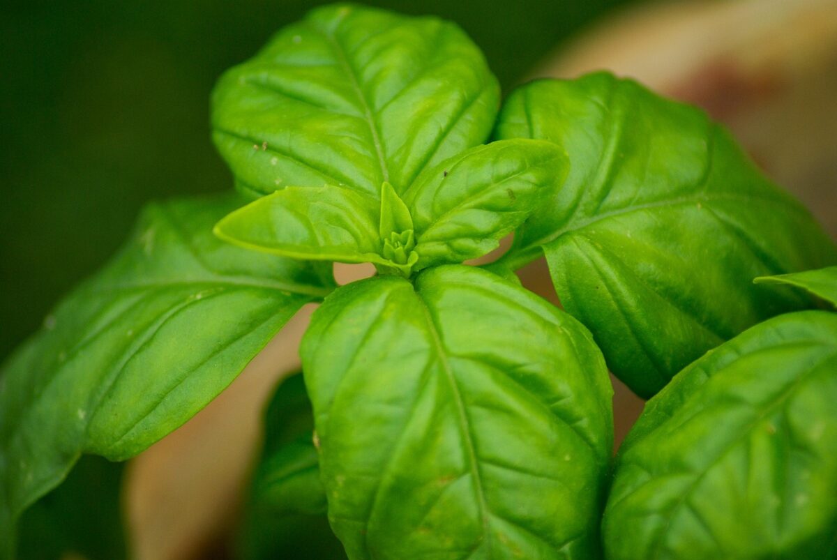 Basilico con foglie bucate? Ecco come riconoscere i parassiti e salvare la pianta Basilico con foglie bucate? Ecco come riconoscere i parassiti e salvare la pianta