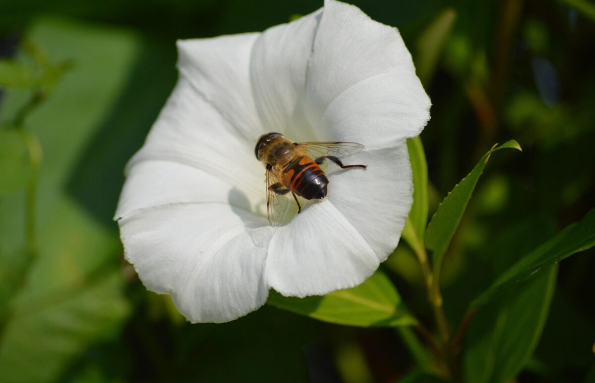 Convolvolo: il fiore rampicante che incanta giardini e balconi