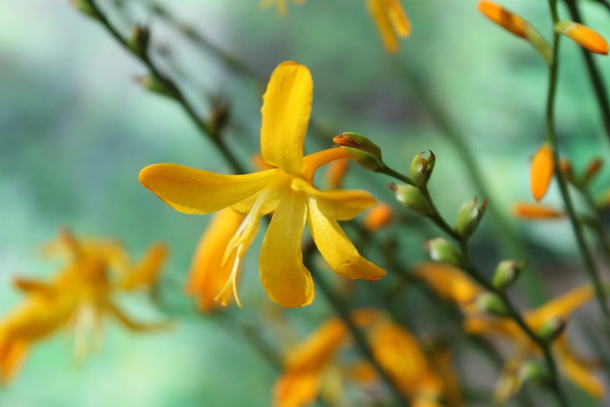 Crocosmia: il tocco esotico che accende giardini e terrazzi Crocosmia: il tocco esotico che accende giardini e terrazzi