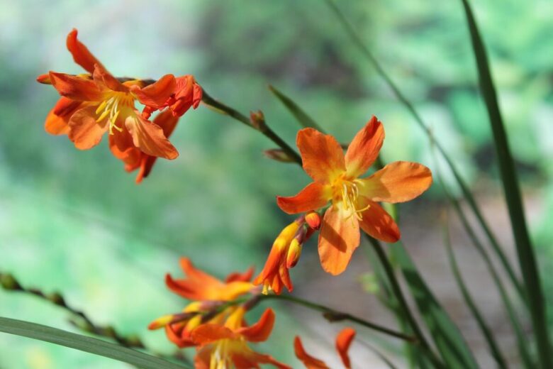 Crocosmia: il tocco esotico che accende giardini e terrazzi