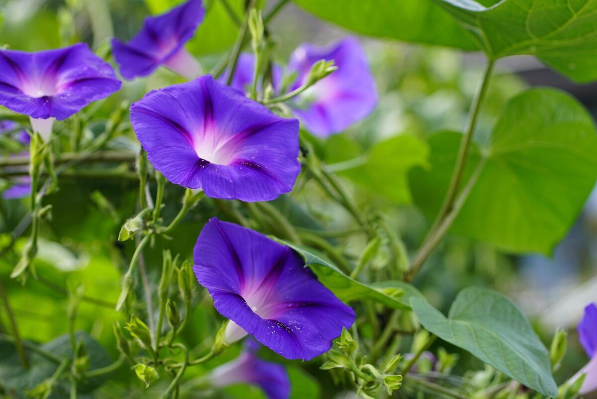Campanella turchina: la pianta rampicante che regala fiori incantevoli Campanella turchina: la pianta rampicante che regala fiori incantevoli