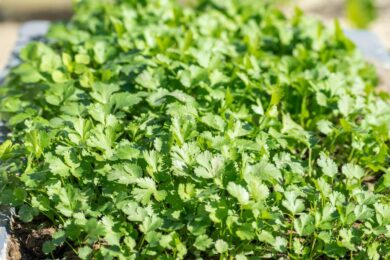 Coriandolo: la pianta aromatica che profuma cucina e balconi