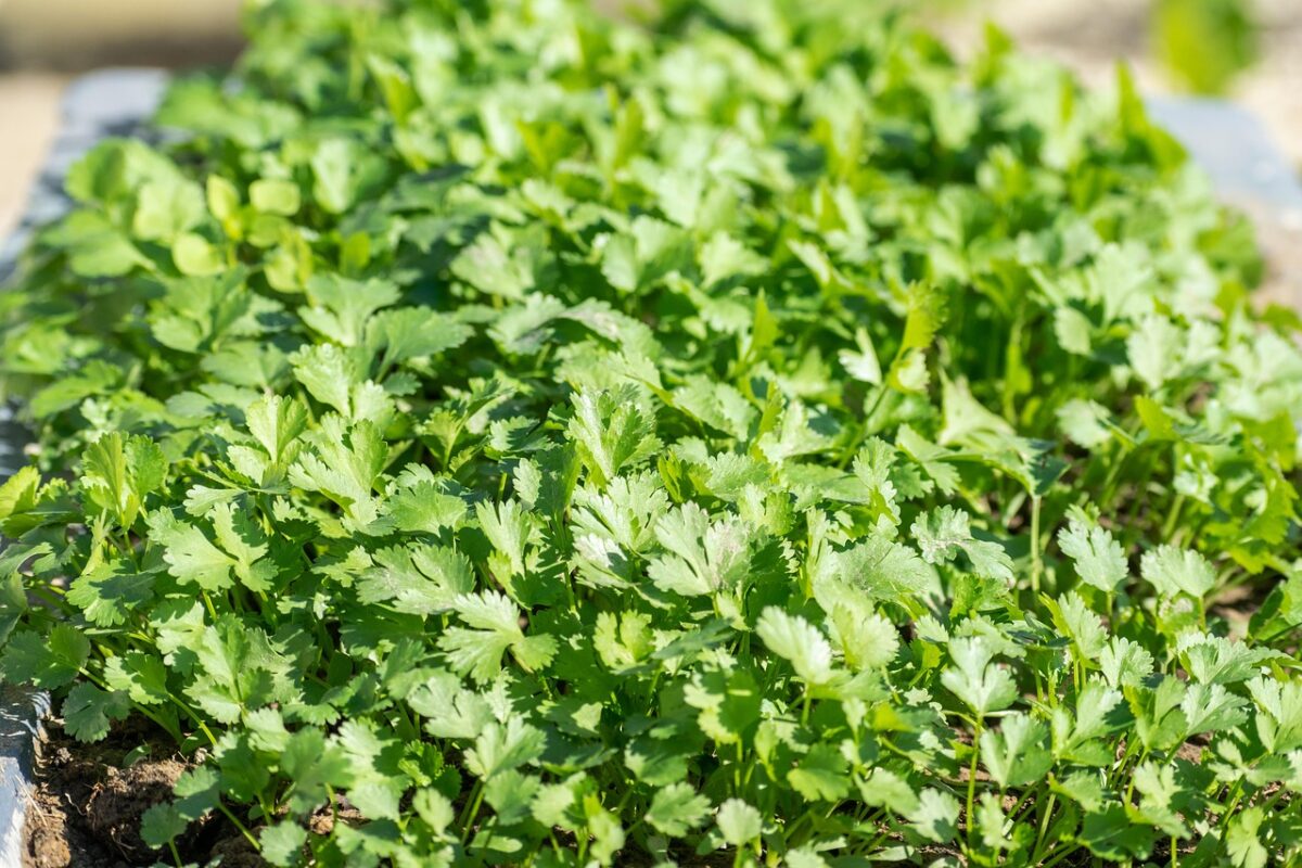 Coriandolo: la pianta aromatica che profuma cucina e balconi Coriandolo: la pianta aromatica che profuma cucina e balconi