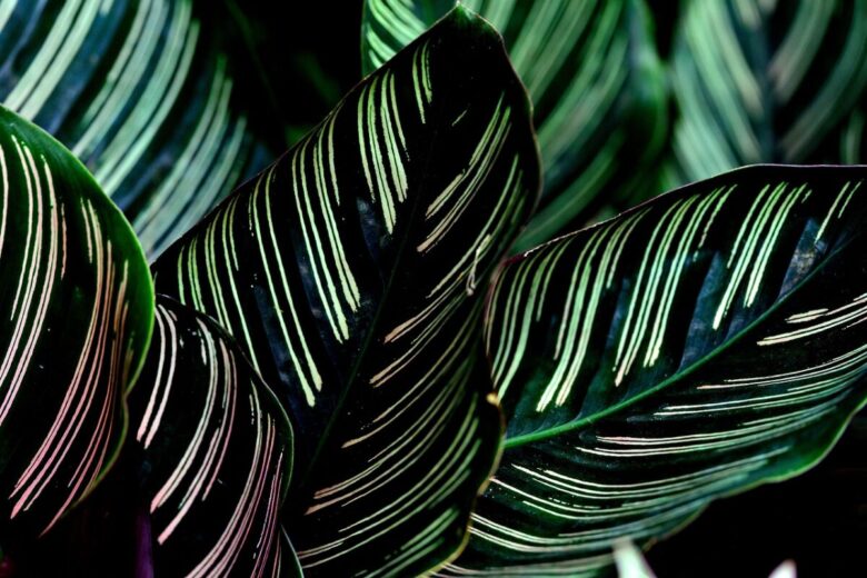 Calathea makoyana: la pianta piuma che arreda con eleganza