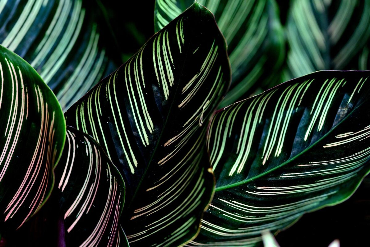Calathea makoyana: la pianta piuma che arreda con eleganza Calathea makoyana: la pianta piuma che arreda con eleganza