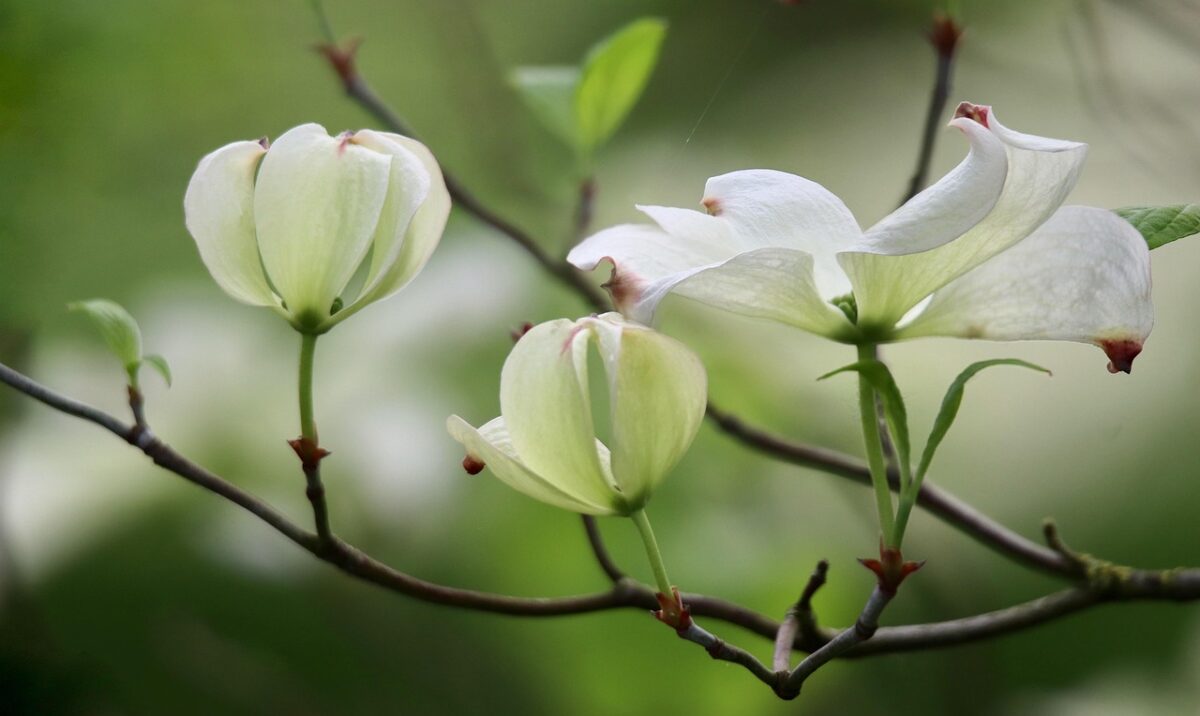Corniolo da fiore: la pianta ornamentale che illumina il giardino