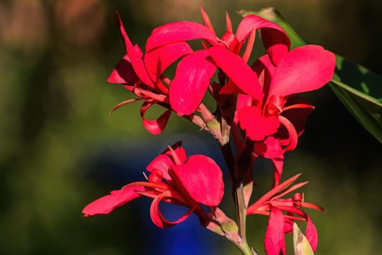 Canna × generalis: fiori tropicali spettacolari per giardini e terrazzi