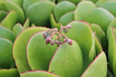 Crassula Gollum: la pianta grassa dalle foglie a forma di tubo