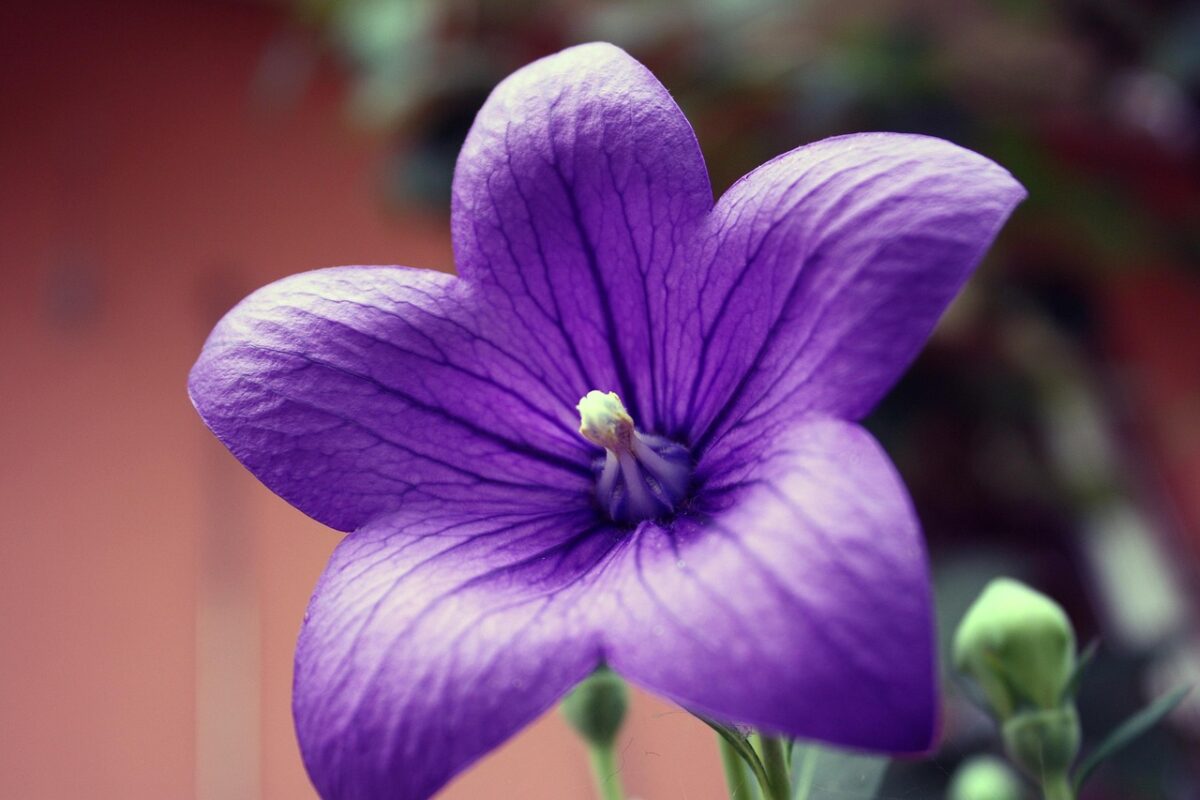 Campanula grandiflora: eleganza e semplicità in fiore Campanula grandiflora: eleganza e semplicità in fiore