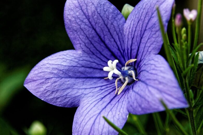Campanula grandiflora: eleganza e semplicità in fiore