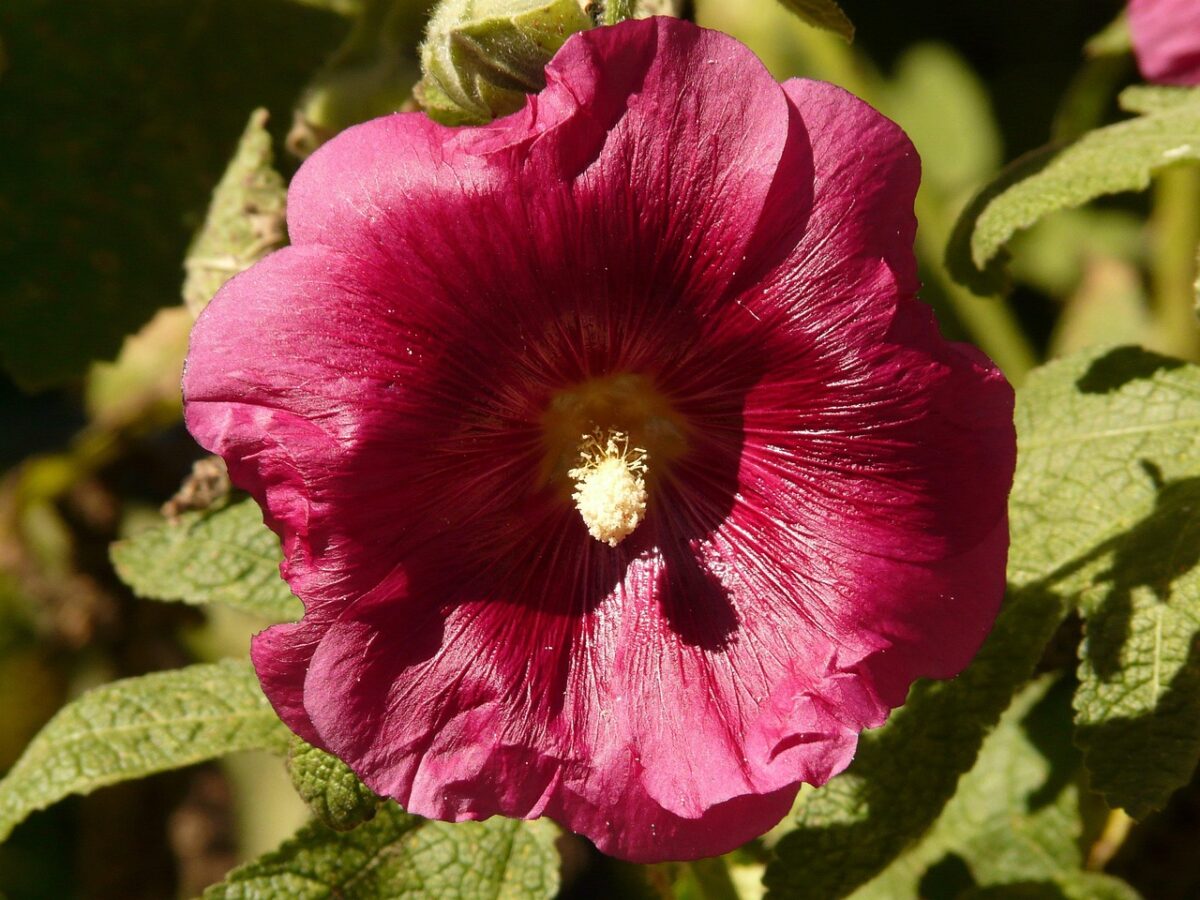 Calatea rosea picta: la regina tropicale dalle foglie dipinte Calatea rosea picta: la regina tropicale dalle foglie dipinte