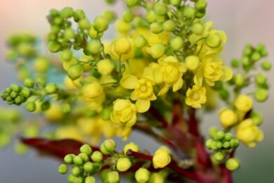 Crespino di Thunberg: il piccolo arbusto ornamentale che colora il giardino tutto l’anno