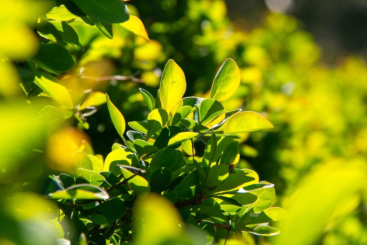 Crespino di Thunberg: il piccolo arbusto ornamentale che colora il giardino tutto l’anno