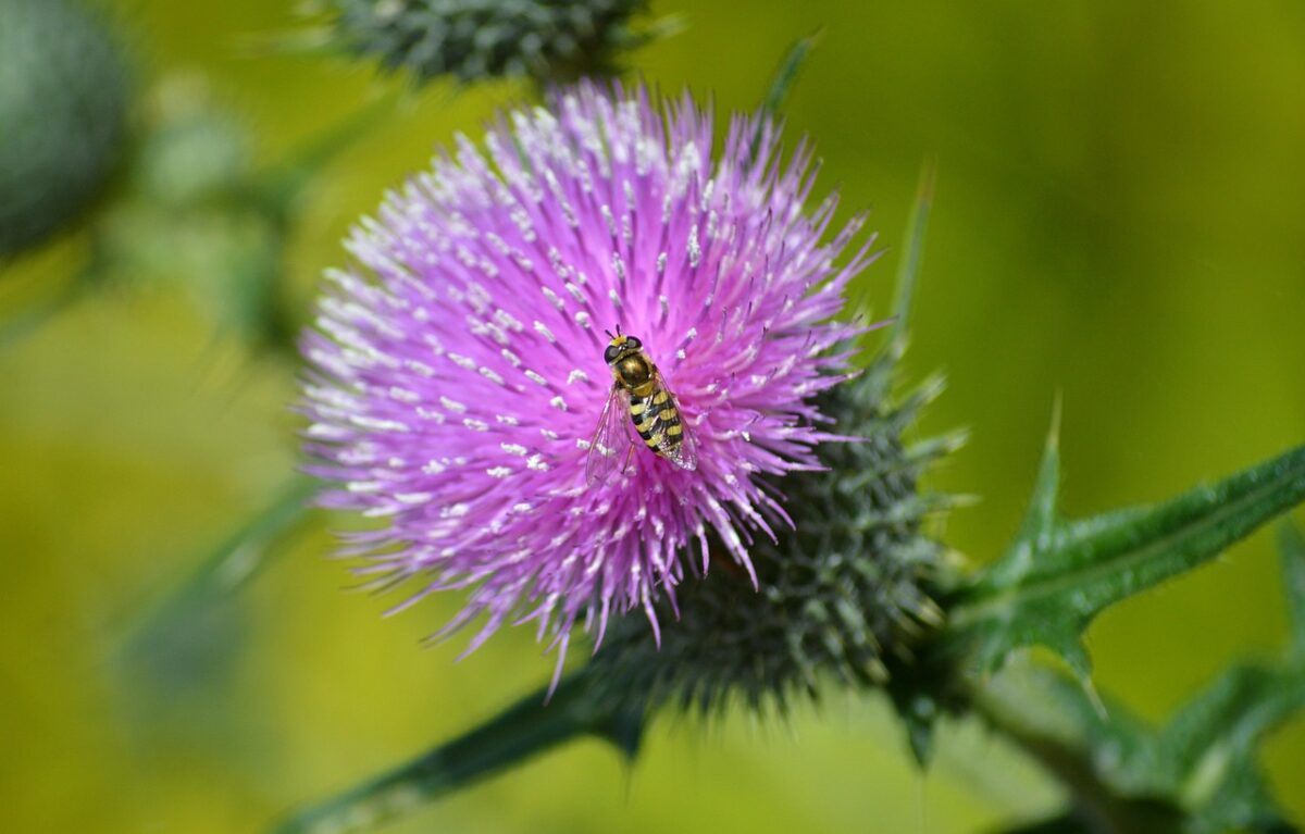 Cardo asinino: il fiore spinoso che arricchisce l’orto naturale Cardo asinino: il fiore spinoso che arricchisce l’orto naturale