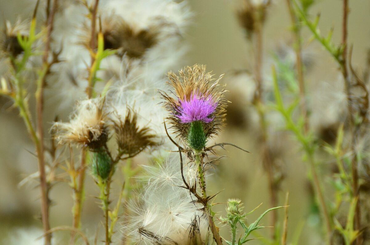 Cardo campestre: guida alla coltivazione e alla cura di una pianta spontanea resistente Cardo campestre: guida alla coltivazione e alla cura di una pianta spontanea resistente