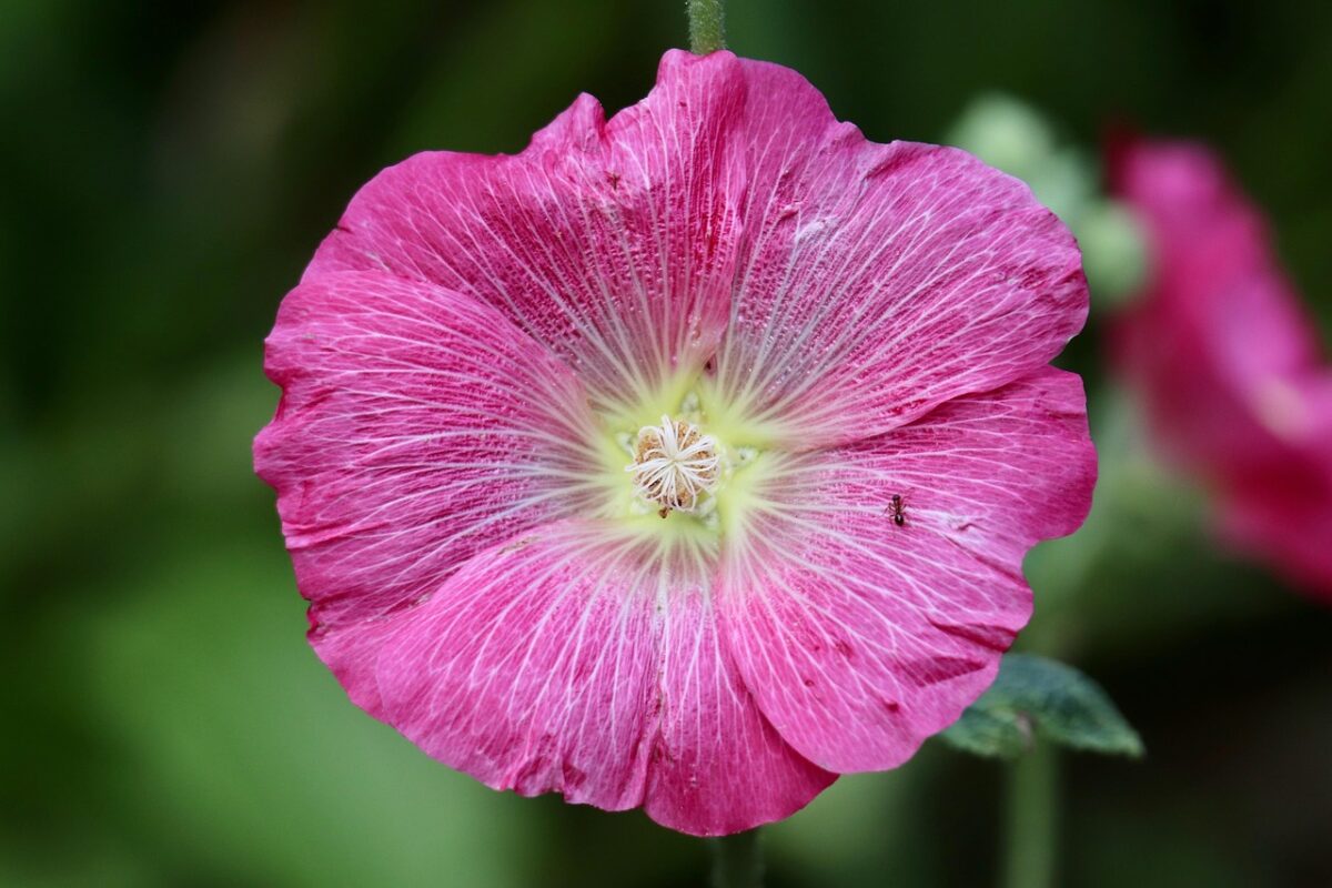 Calatea rosea picta: la regina tropicale dalle foglie dipinte Calatea rosea picta: la regina tropicale dalle foglie dipinte