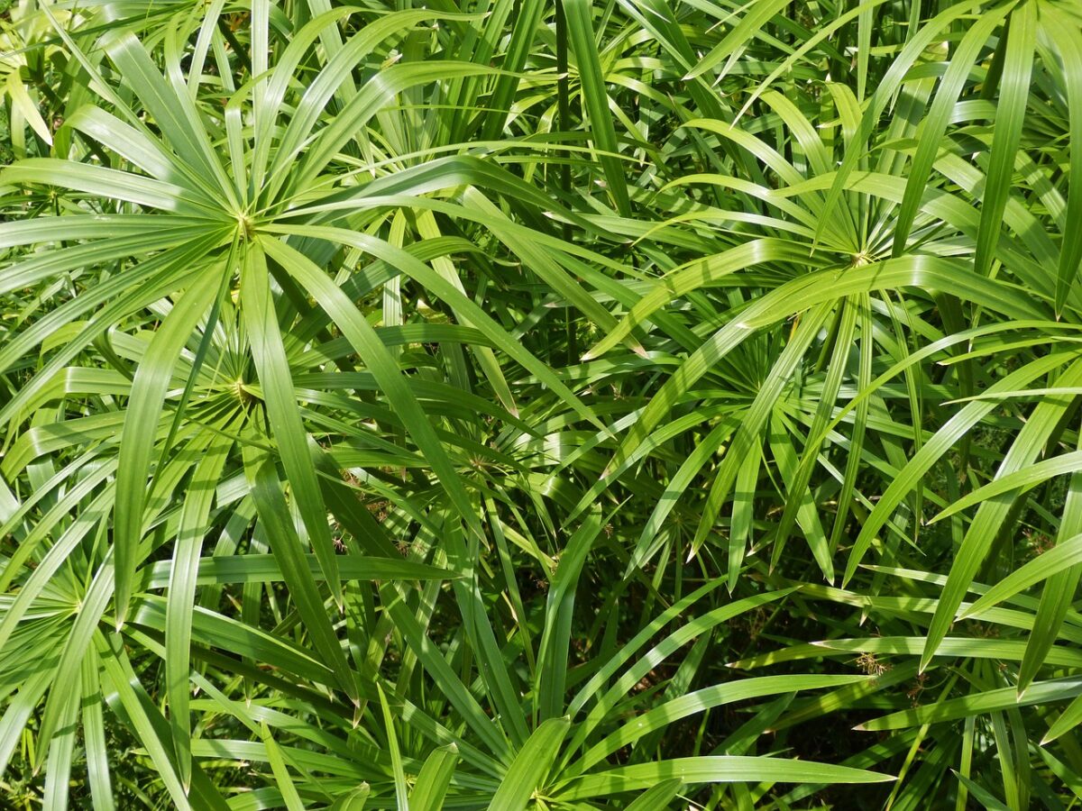 Cycas, Zamia e Cordyline: eleganza tropicale in giardino