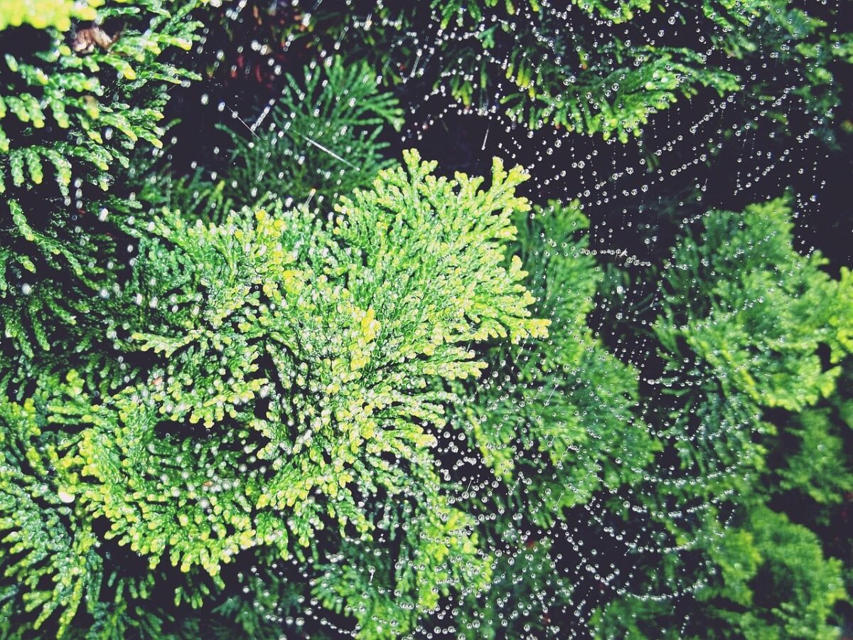 Cipresso di Lawson: il sempreverde che arricchisce ogni giardino Cipresso di Lawson: il sempreverde che arricchisce ogni giardino