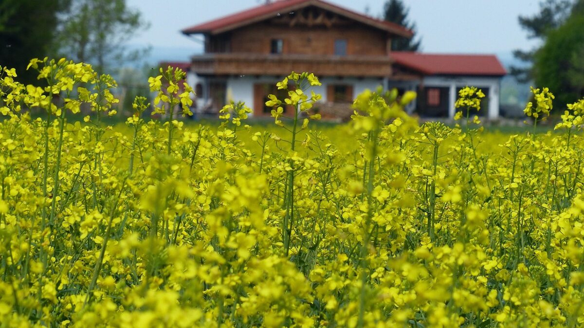 Colza: la pianta dai fiori gialli che arricchisce il terreno e produce energia Colza: la pianta dai fiori gialli che arricchisce il terreno e produce energia