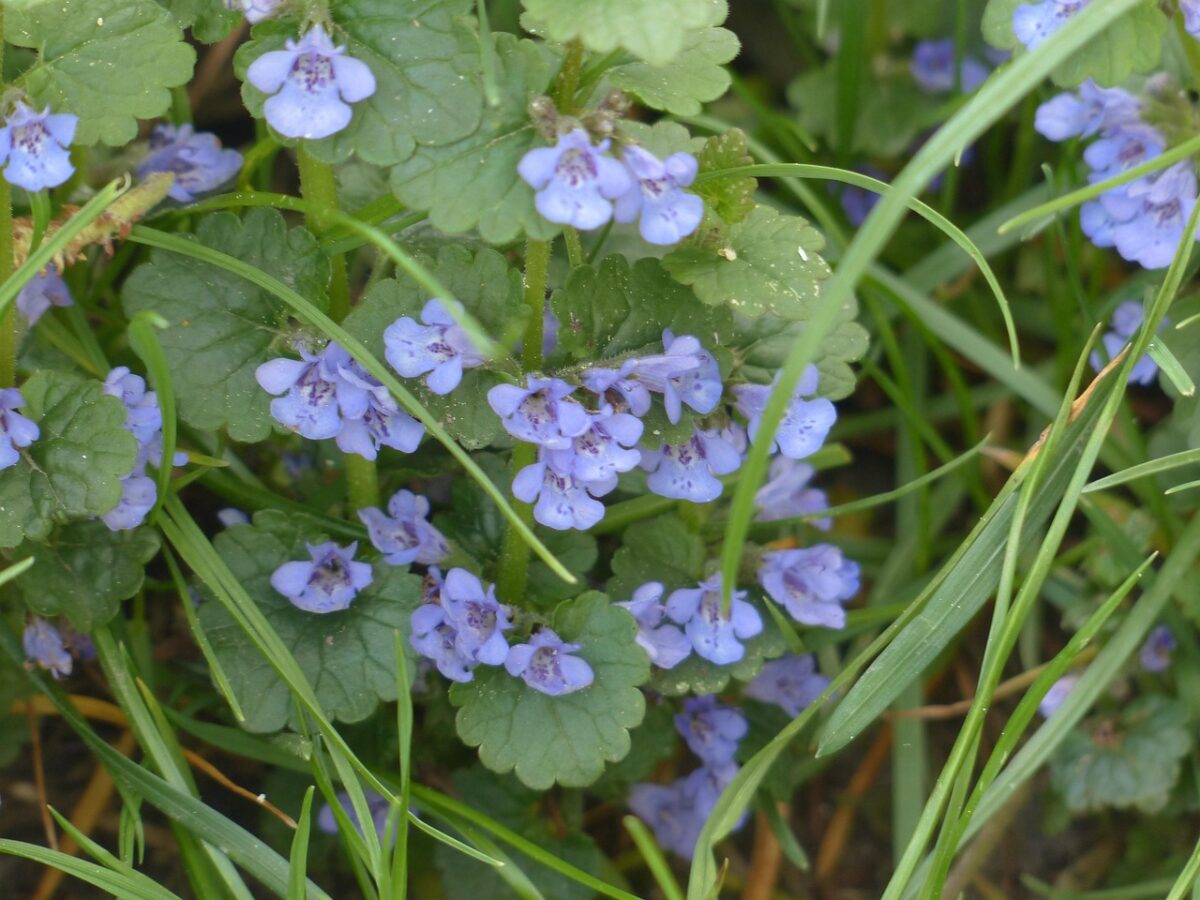 Edera terrestre: coltivazione e cura per giardini e balconi Edera terrestre: coltivazione e cura per giardini e balconi