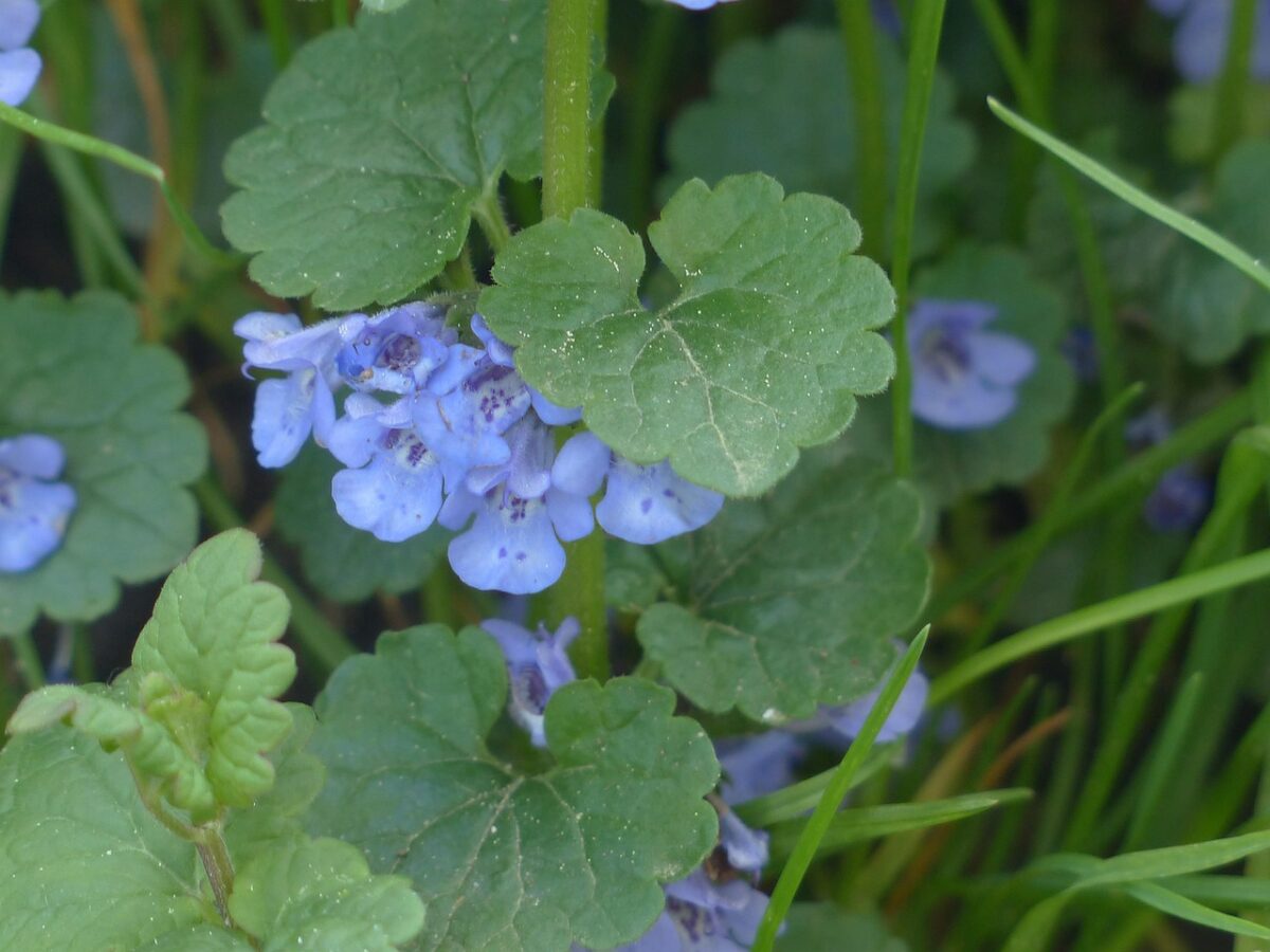 Edera terrestre: coltivazione e cura per giardini e balconi Edera terrestre: coltivazione e cura per giardini e balconi