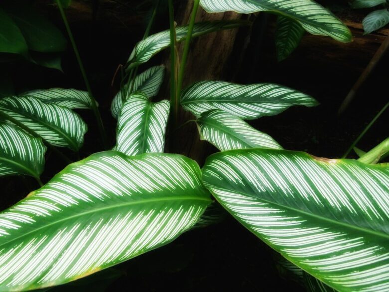 Calatea ornata: la pianta tropicale dalle foglie striate che arreda con eleganza