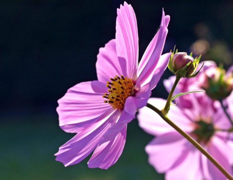Cosmea sulfurea: la pianta solare che colora il giardino tutto l’estate