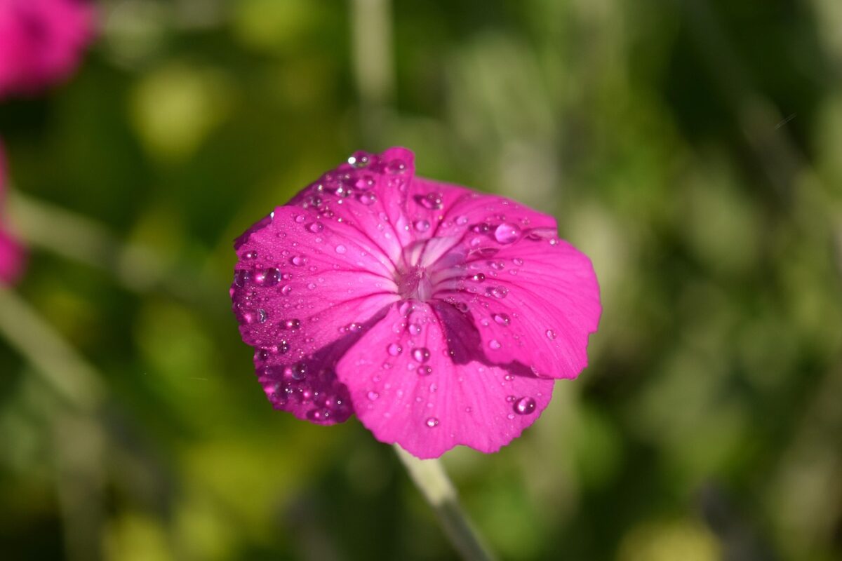 Crotonella coronaria: la pianta dai fiori vellutati che illumina il giardino Crotonella coronaria: la pianta dai fiori vellutati che illumina il giardino