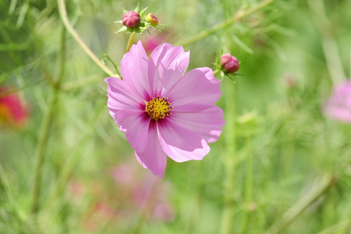 Cosmea sulfurea: la pianta solare che colora il giardino tutto l’estate Cosmea sulfurea: la pianta solare che colora il giardino tutto l’estate