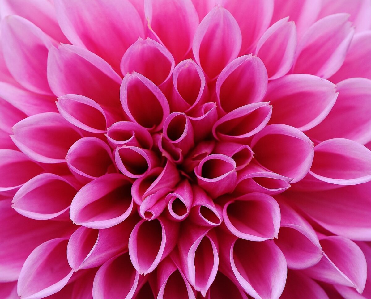 Dalia: come coltivare e curare la regina colorata del giardino Dalia: come coltivare e curare la regina colorata del giardino