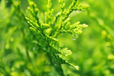 Cipresso di Monterey: eleganza e resistenza per giardini esposti al vento