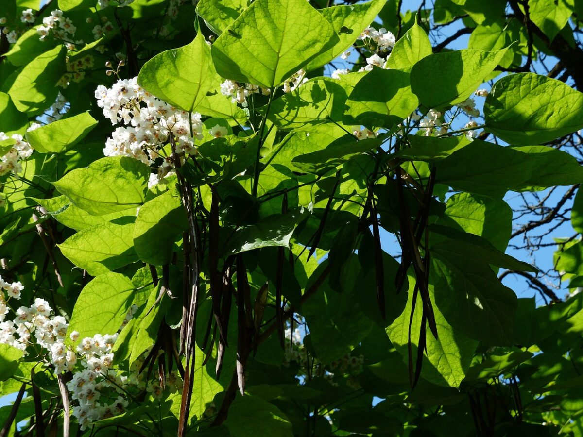 Catalpa: l’albero ornamentale dalle foglie maestose e dai fiori profumati Catalpa: l’albero ornamentale dalle foglie maestose e dai fiori profumati