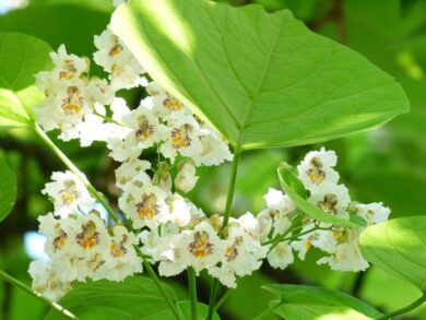 Catalpa: l’albero ornamentale dalle foglie maestose e dai fiori profumati