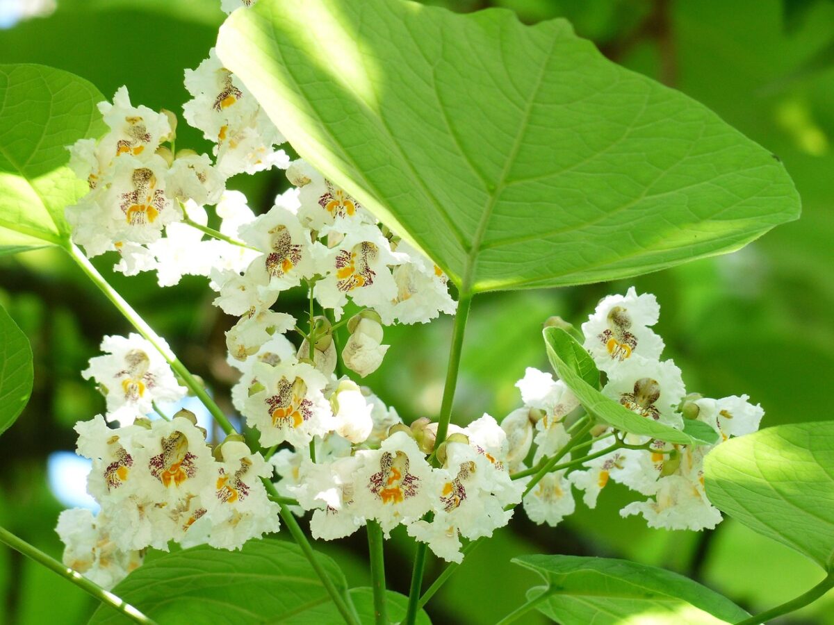 Catalpa: l’albero ornamentale dalle foglie maestose e dai fiori profumati Catalpa: l’albero ornamentale dalle foglie maestose e dai fiori profumati