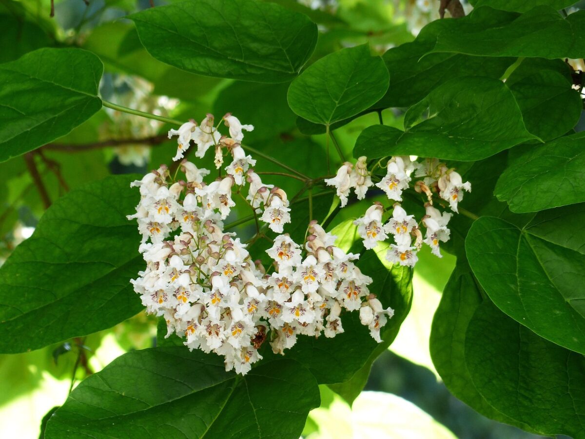 Catalpa: l’albero ornamentale dalle foglie maestose e dai fiori profumati Catalpa: l’albero ornamentale dalle foglie maestose e dai fiori profumati