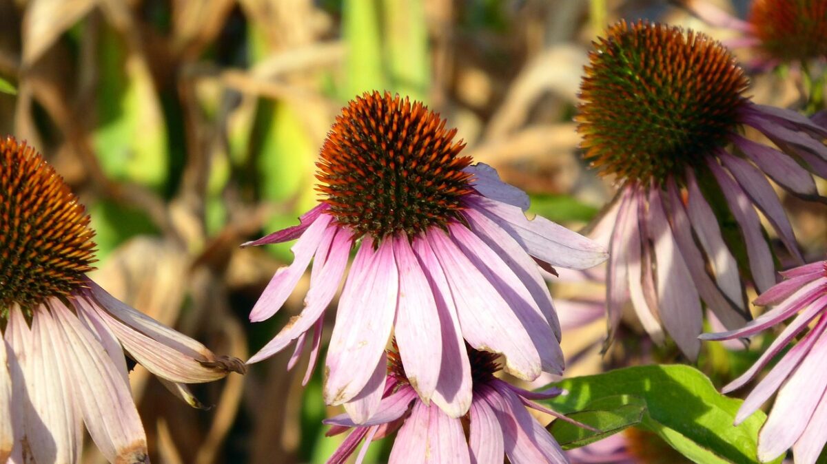 Echinacea: la pianta dai fiori vivaci che rafforza le difese naturali Echinacea: la pianta dai fiori vivaci che rafforza le difese naturali