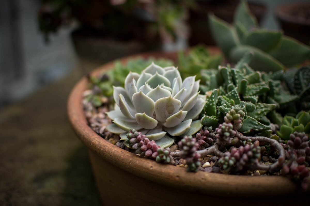 Illumina la casa col fascino esotico della Echeveria agavoides