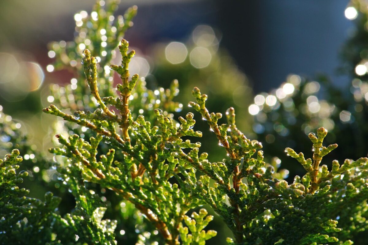 Cipresso di Monterey: eleganza e resistenza per giardini esposti al vento Cipresso di Monterey: eleganza e resistenza per giardini esposti al vento