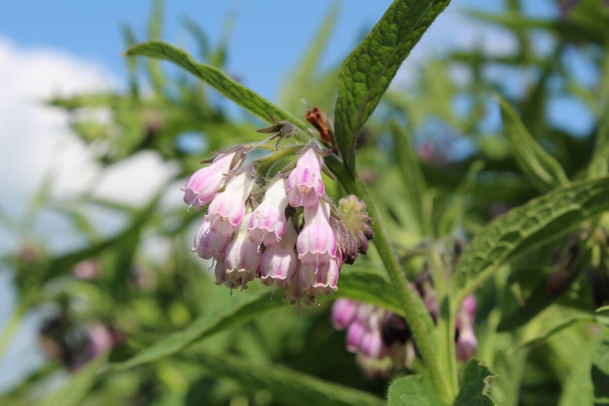 Consolida maggiore: la pianta officinale che rigenera il terreno e lenisce il corpo Consolida maggiore: la pianta officinale che rigenera il terreno e lenisce il corpo