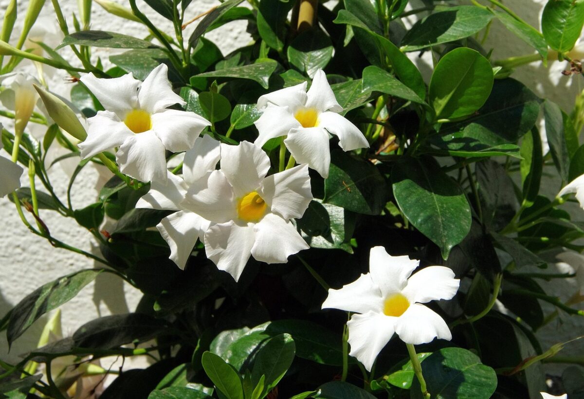 Dipladenia: il segreto di una fioritura spettacolare tutto l’anno Dipladenia: il segreto di una fioritura spettacolare tutto l’anno