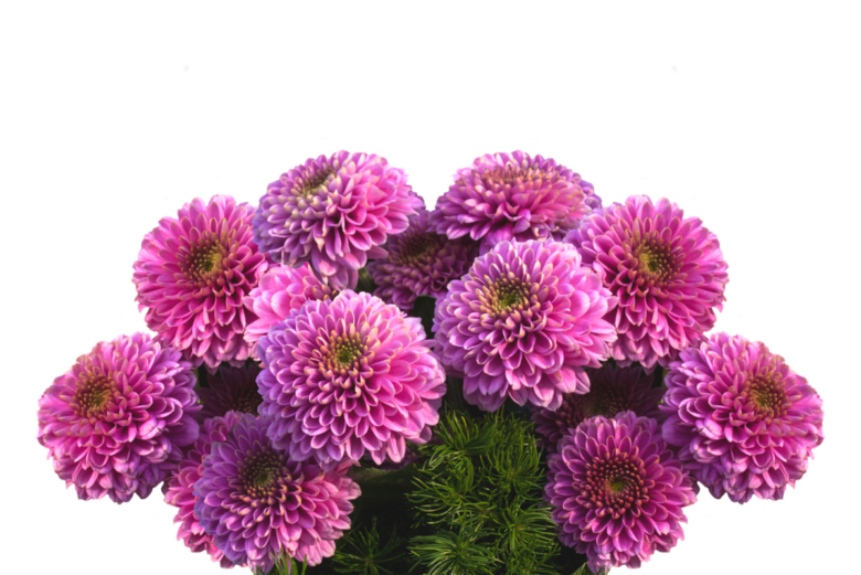 Dalia: come coltivare e curare la regina colorata del giardino