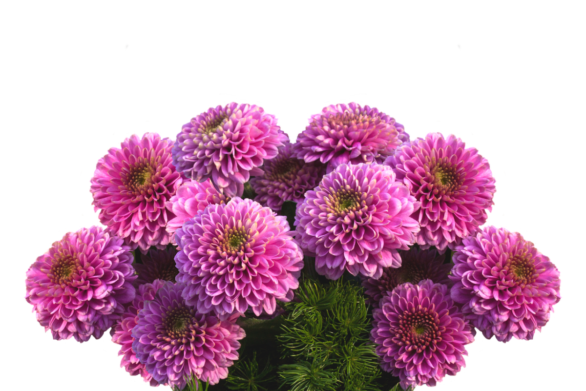 Dalia: come coltivare e curare la regina colorata del giardino Dalia: come coltivare e curare la regina colorata del giardino