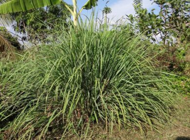 Cymbopogon citratus, il profumo del benessere: come coltivare la Citronella in casa e in giardino