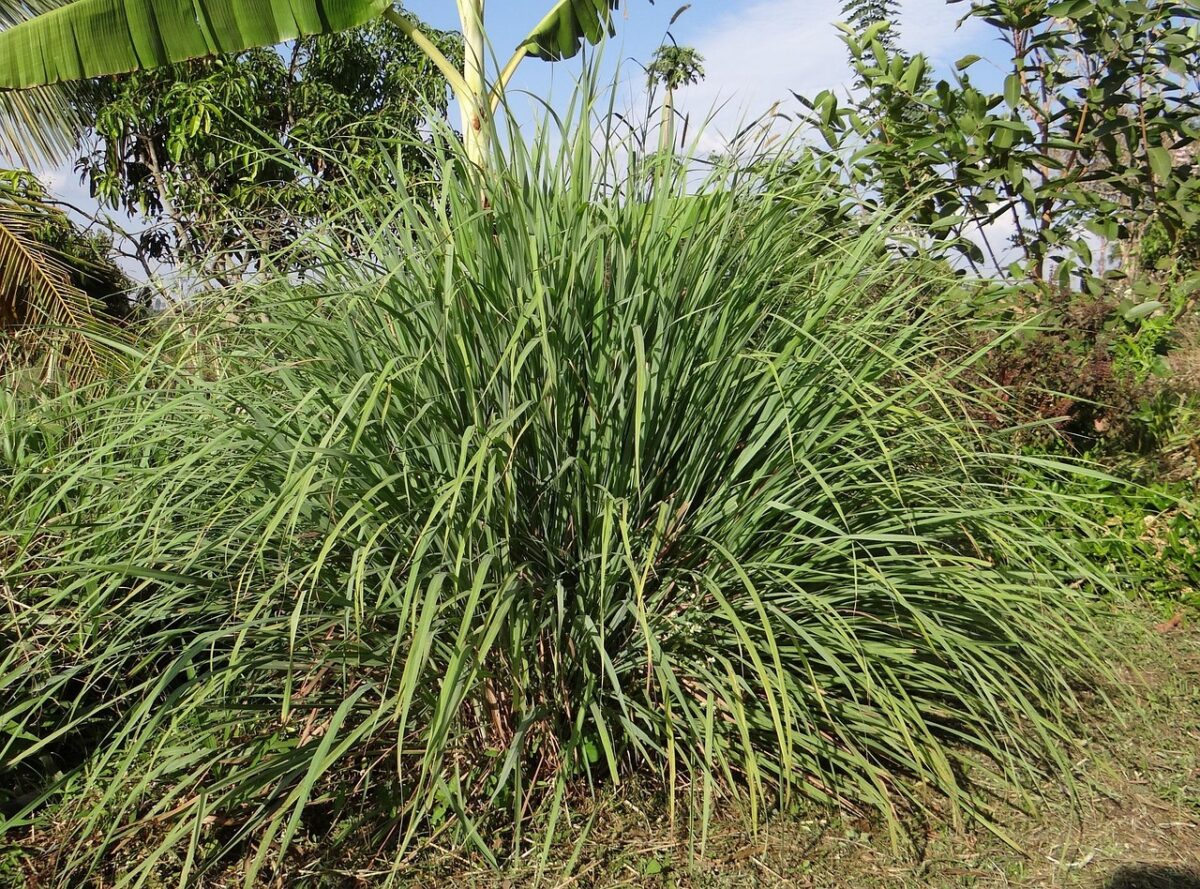 Cymbopogon citratus, il profumo del benessere: come coltivare la Citronella in casa e in giardino Cymbopogon citratus, il profumo del benessere: come coltivare la Citronella in casa e in giardino