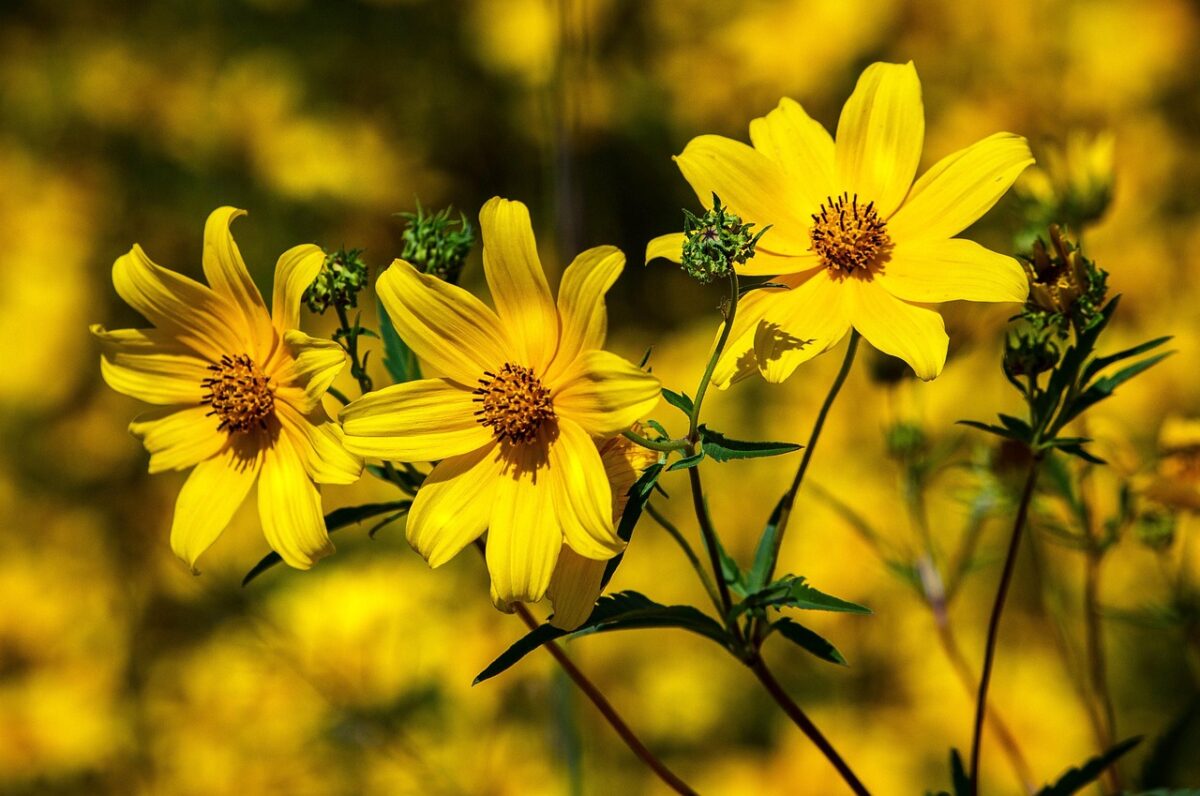 Coreopsis gialla: il fiore solare che rallegra ogni giardino Coreopsis gialla: il fiore solare che rallegra ogni giardino
