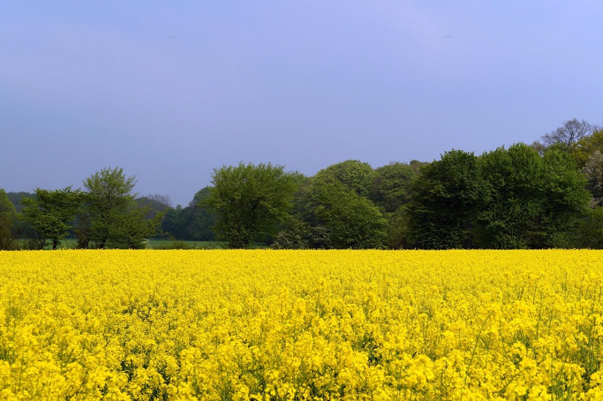 Colza: la pianta dai fiori gialli che arricchisce il terreno e produce energia Colza: la pianta dai fiori gialli che arricchisce il terreno e produce energia