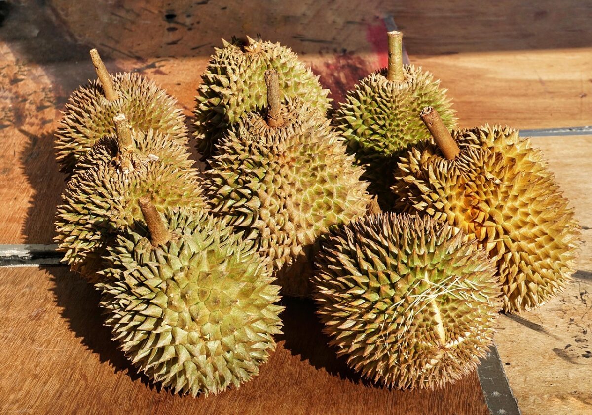 Durian: tutto sul frutto tropicale più famoso al mondo Durian: tutto sul frutto tropicale più famoso al mondo